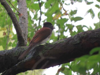 Black Paradise Flycatcher 猪名川公園 Sat, 9/18/2021