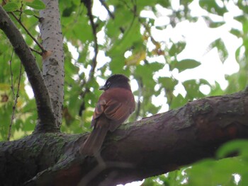 Black Paradise Flycatcher 猪名川公園 Sat, 9/18/2021