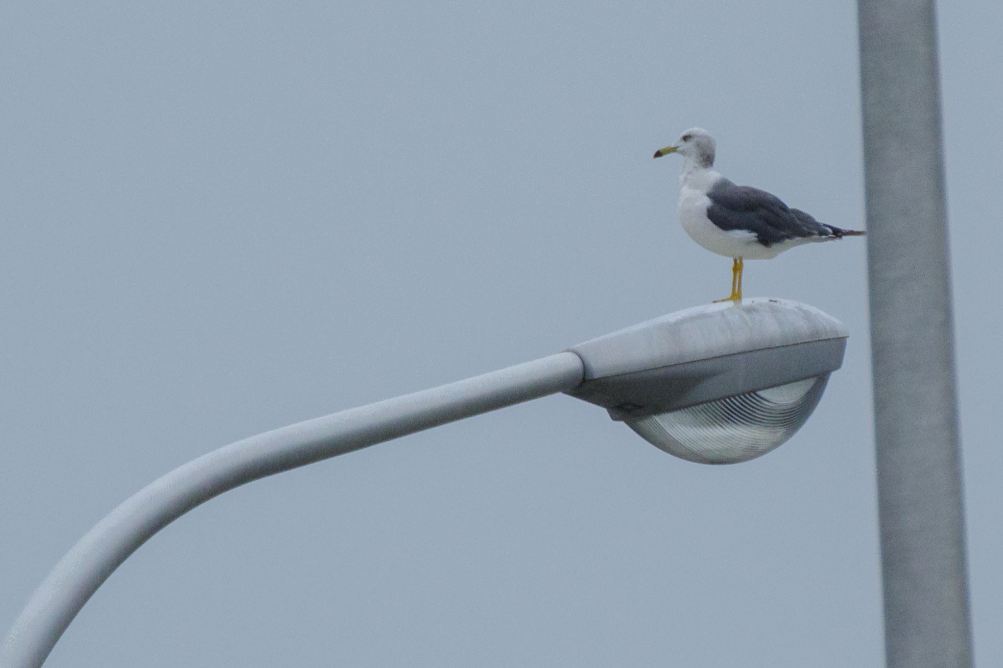 東京港野鳥公園 ウミネコの写真 by Marco Birds