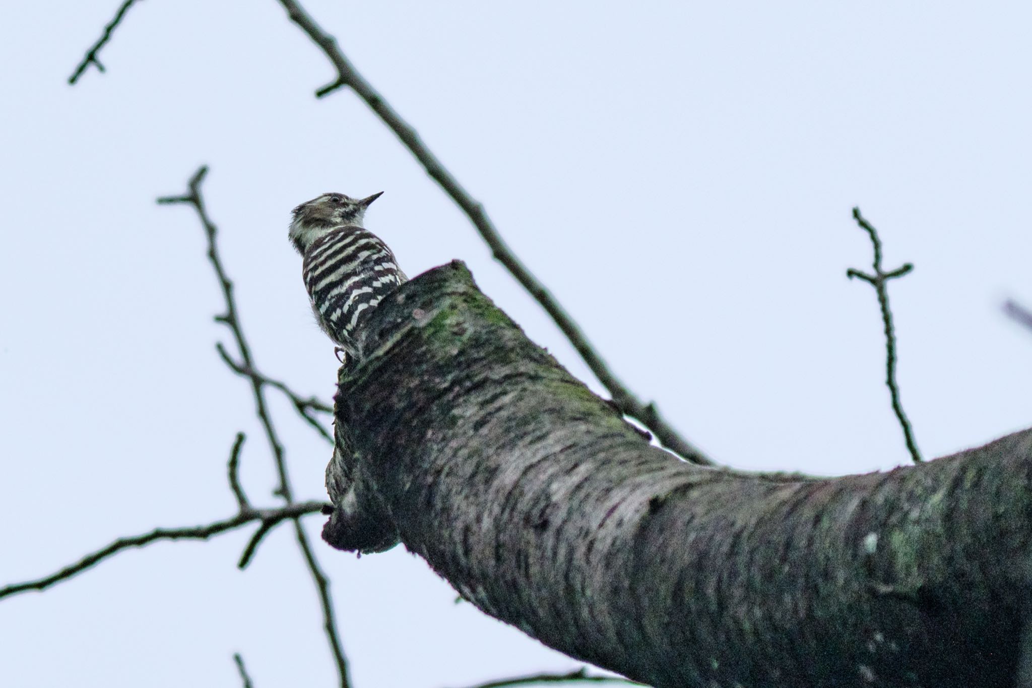 東京港野鳥公園 コゲラの写真 by Marco Birds