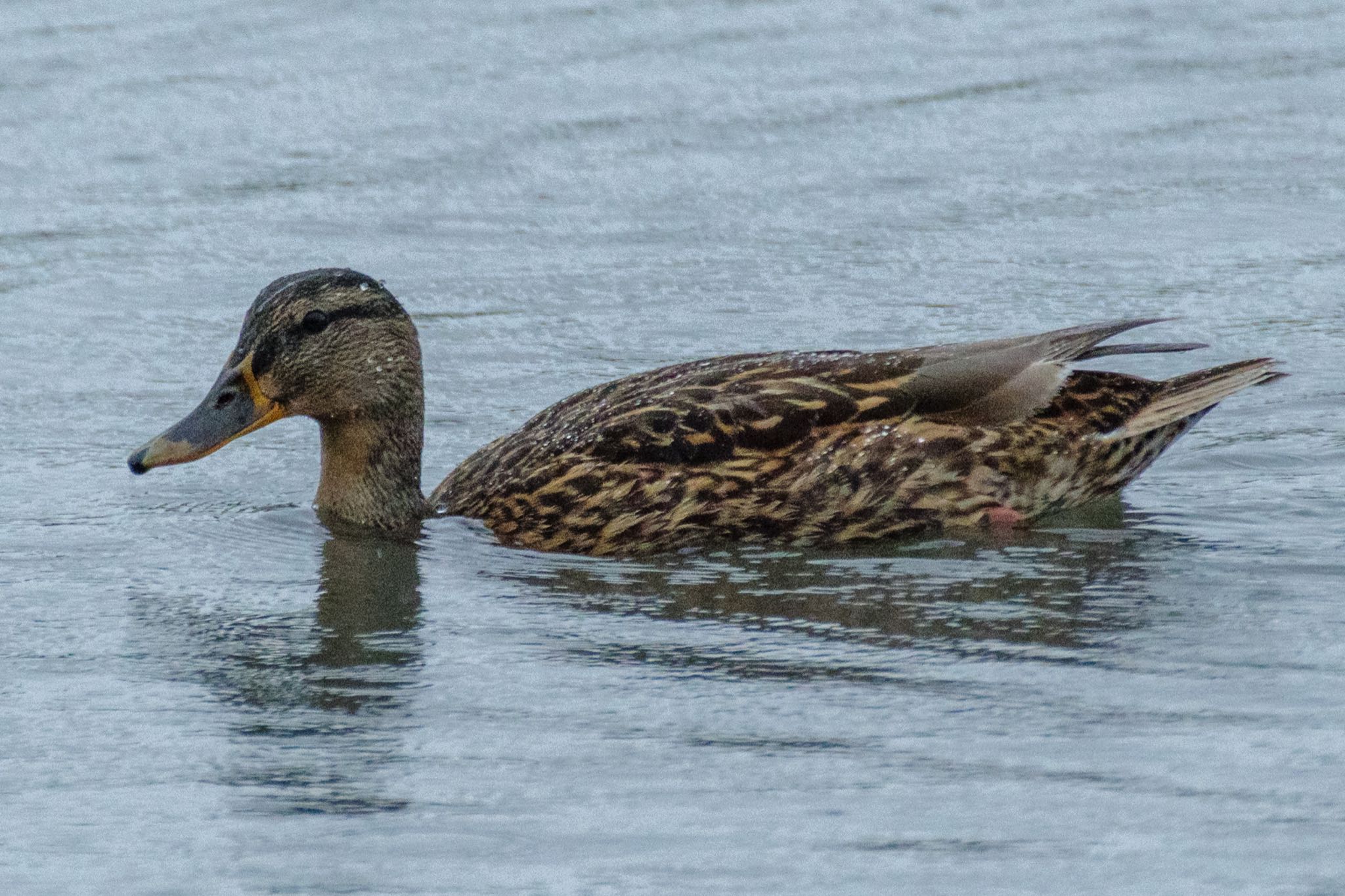 東京港野鳥公園 マガモの写真 by Marco Birds