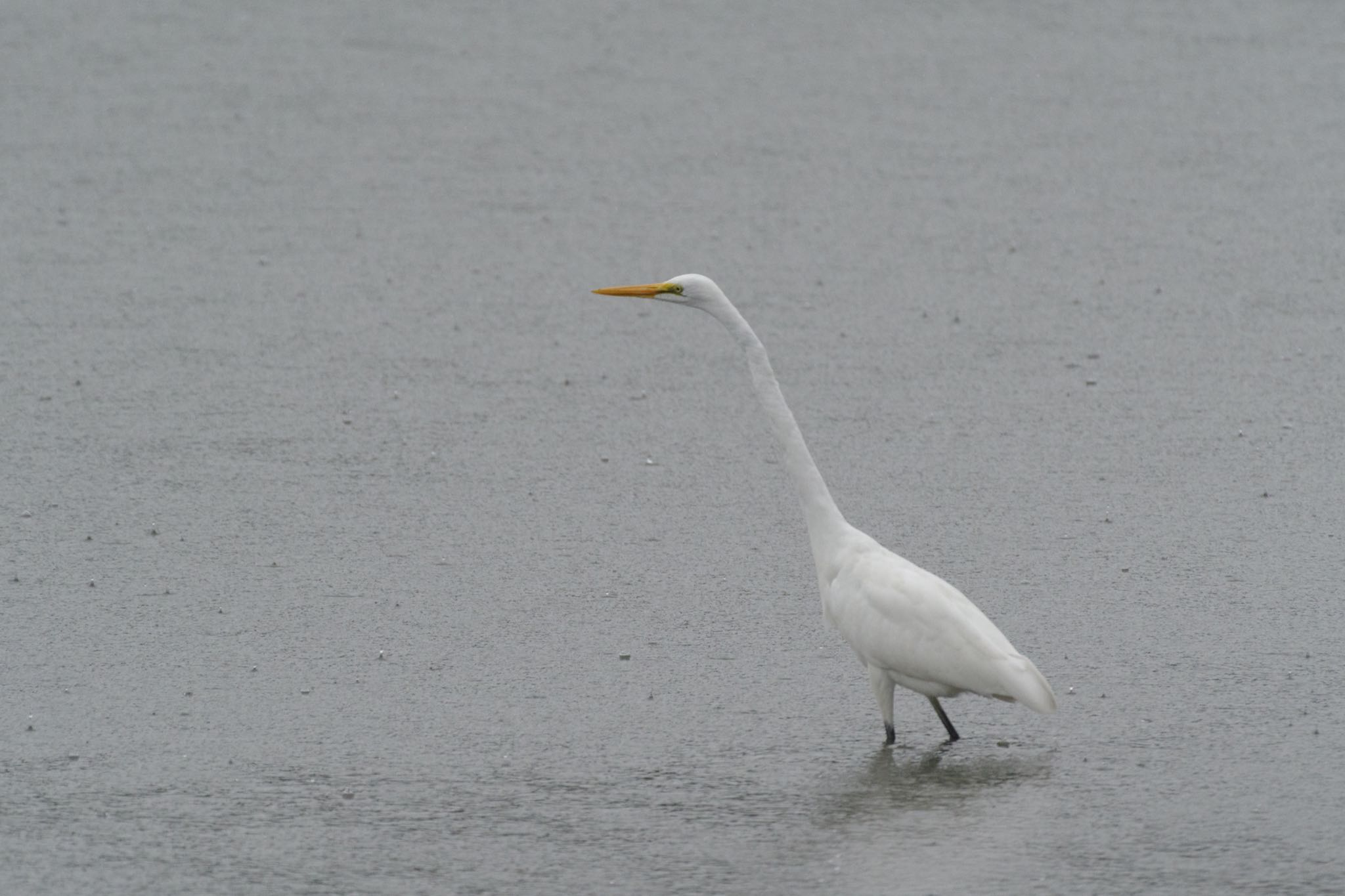 東京港野鳥公園 ダイサギの写真 by Marco Birds