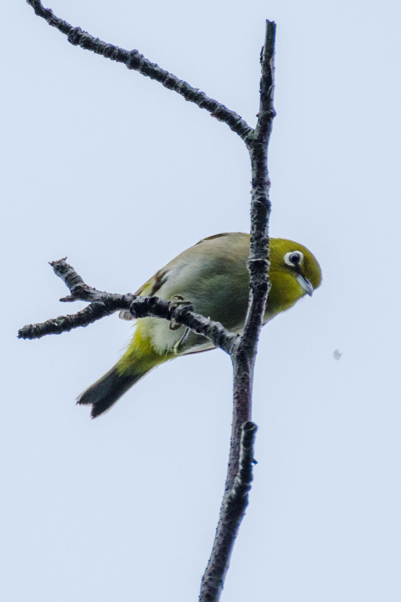 東京港野鳥公園 メジロの写真 by Marco Birds