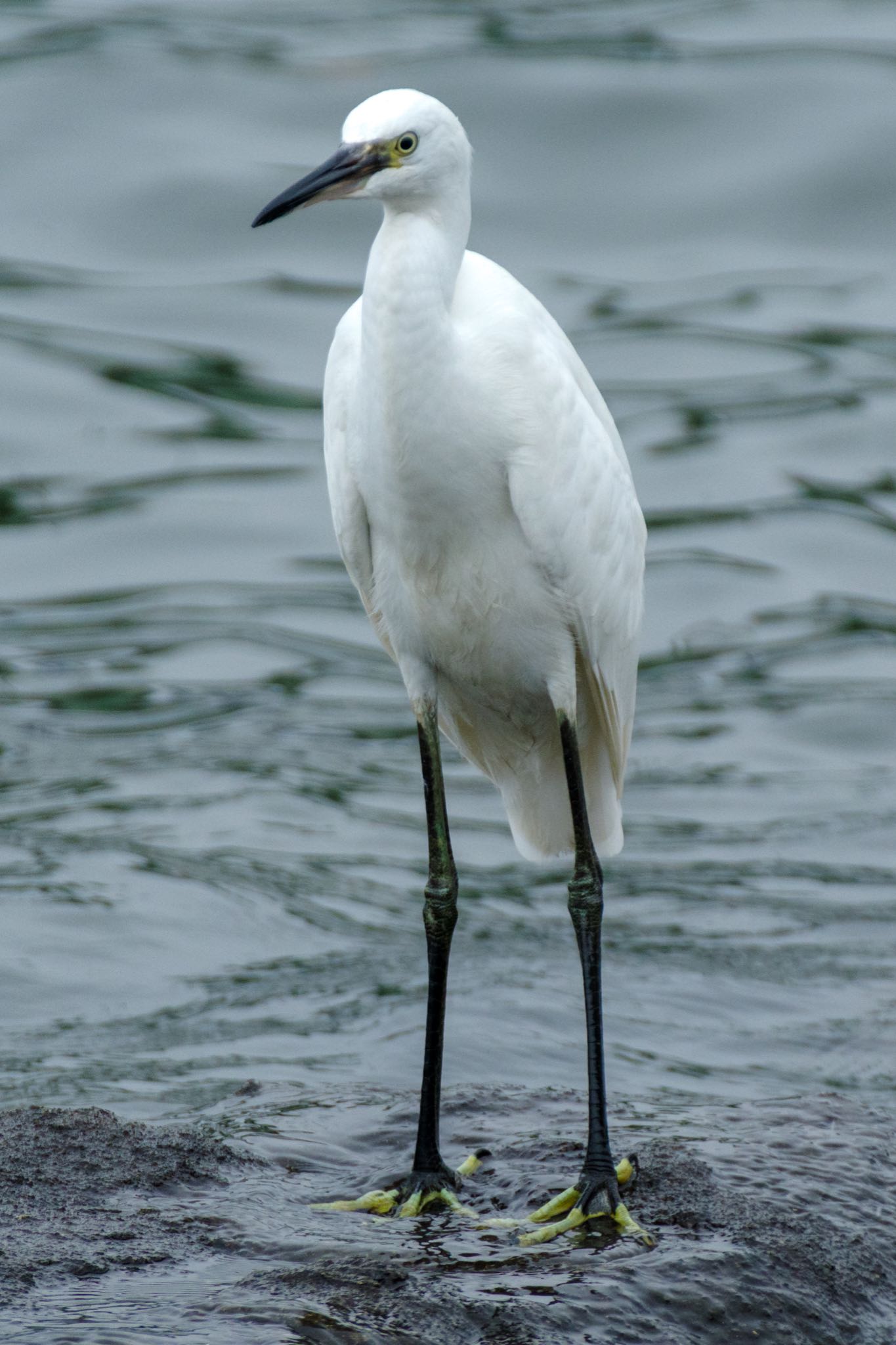 東京港野鳥公園 コサギの写真 by Marco Birds