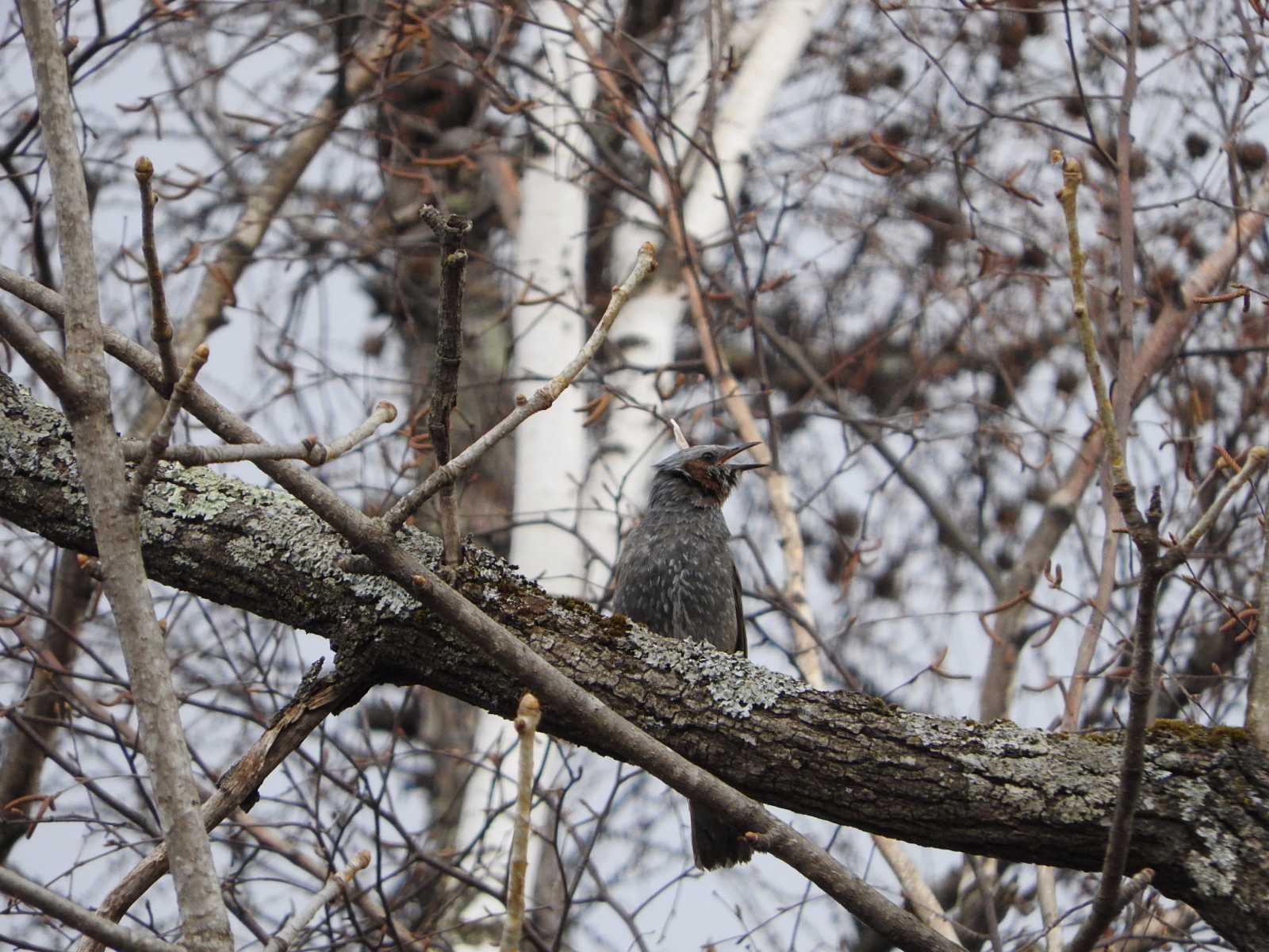 Photo of Brown-eared Bulbul at 神楽岡公園 by ぴよお