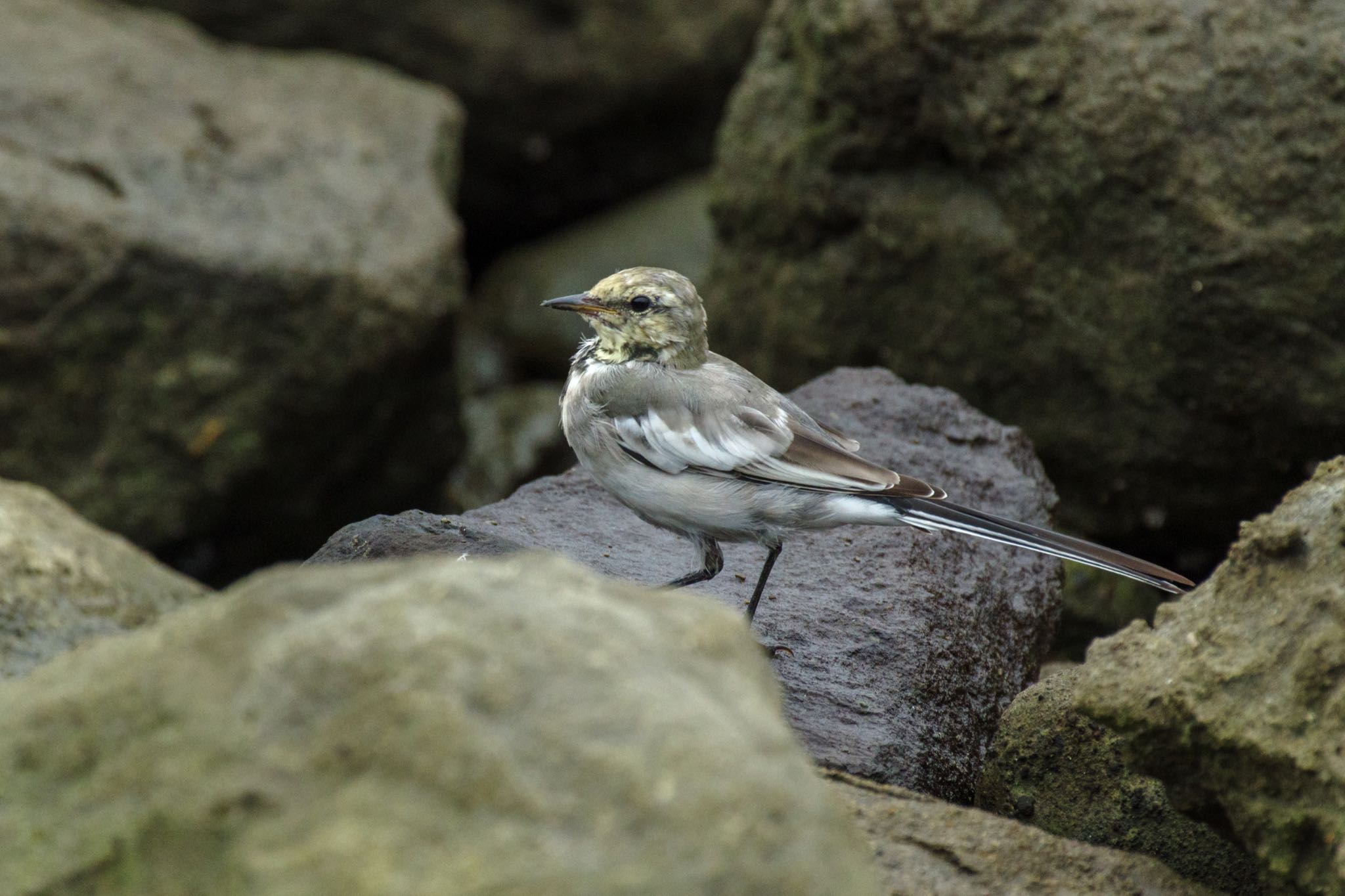 東京港野鳥公園 ハクセキレイの写真 by Marco Birds