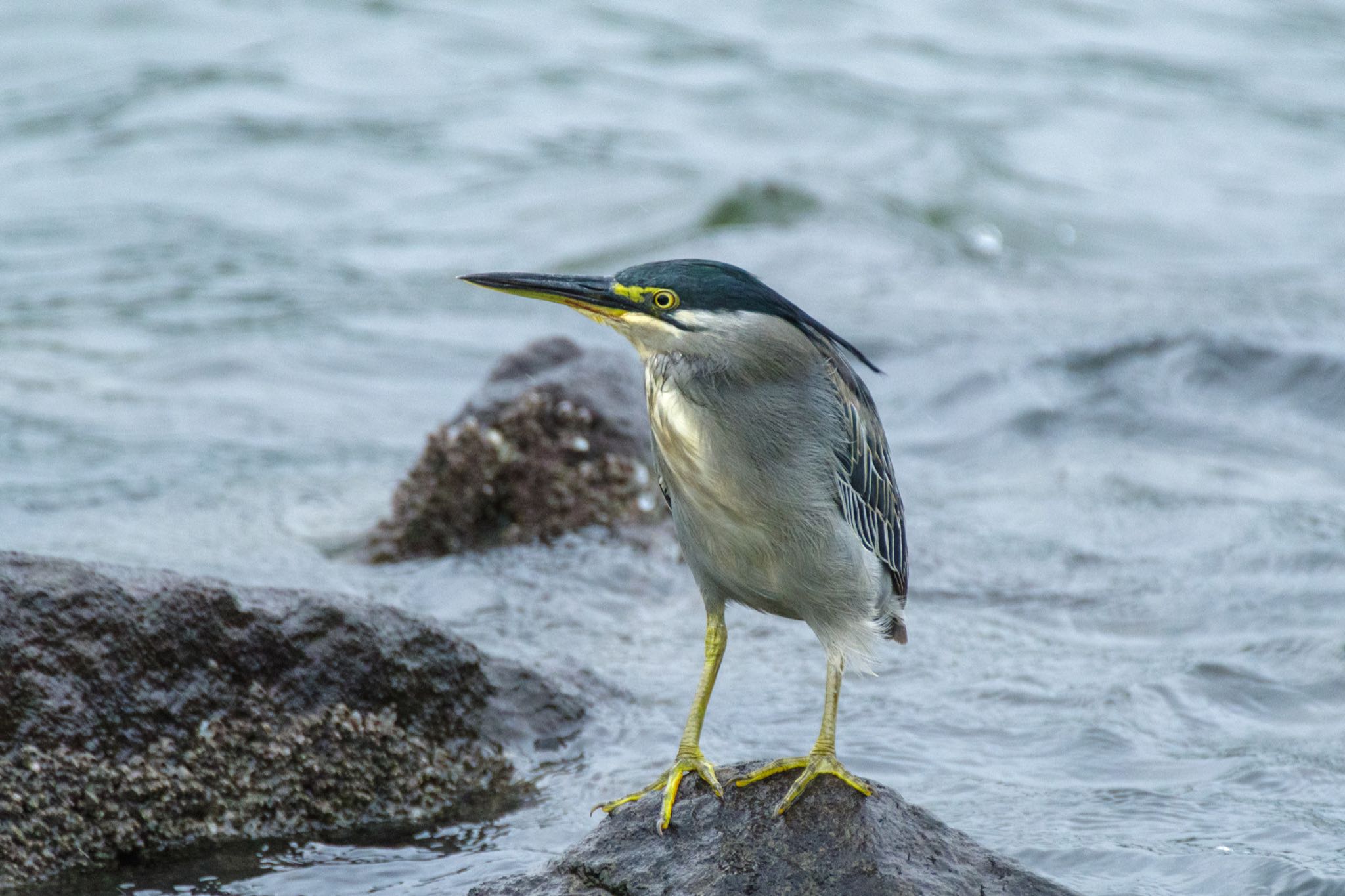 東京港野鳥公園 ササゴイの写真 by Marco Birds