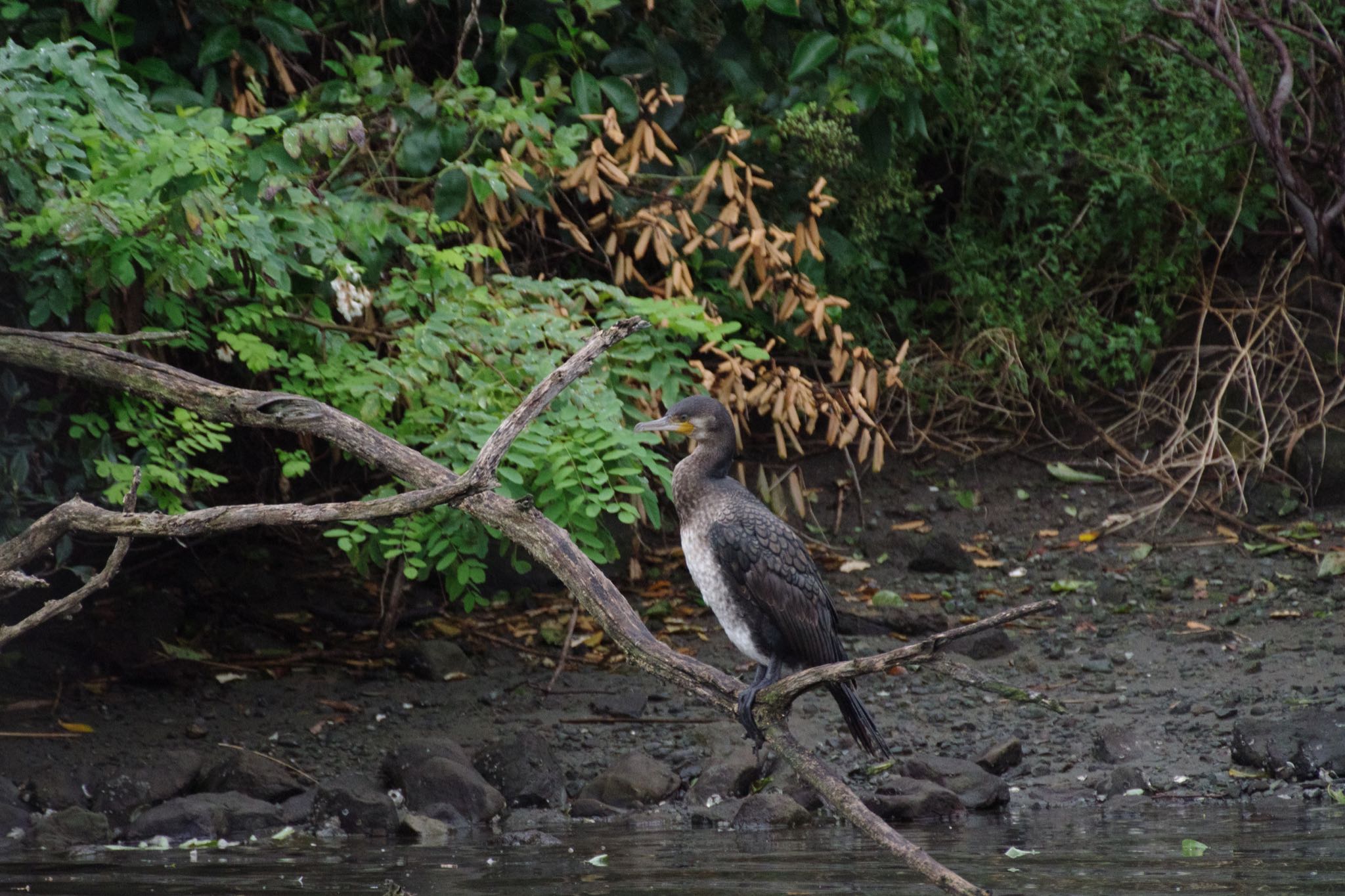 カワウ