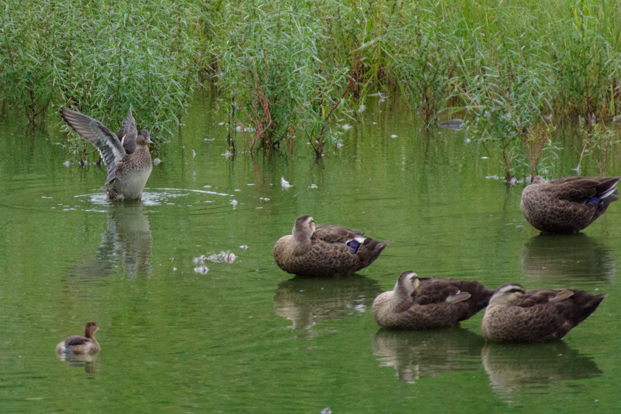 東京港野鳥公園 カイツブリの写真 by Marco Birds