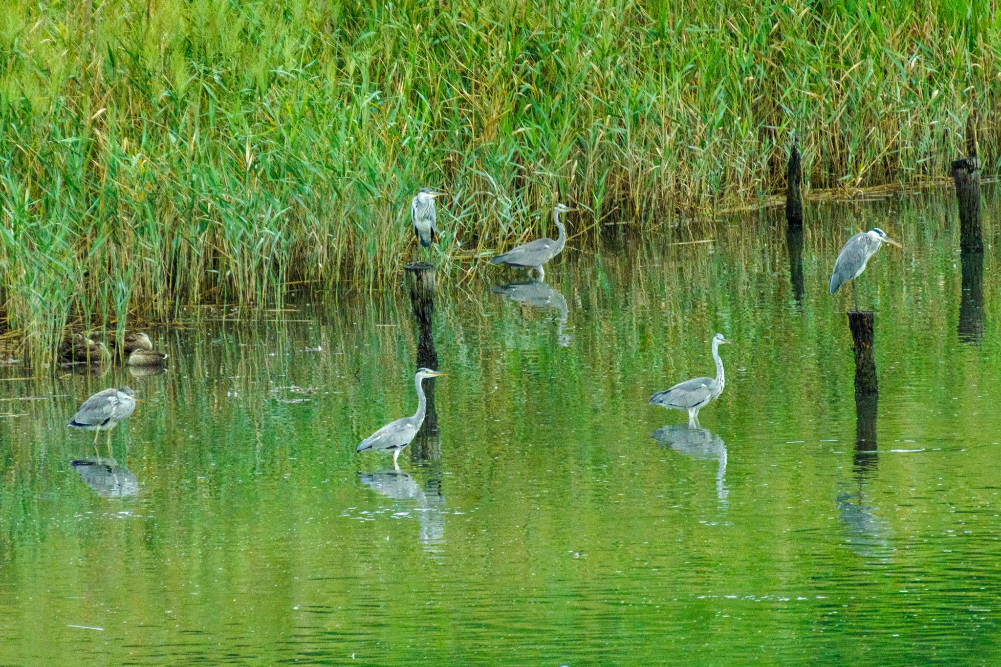 東京港野鳥公園 アオサギの写真 by Marco Birds