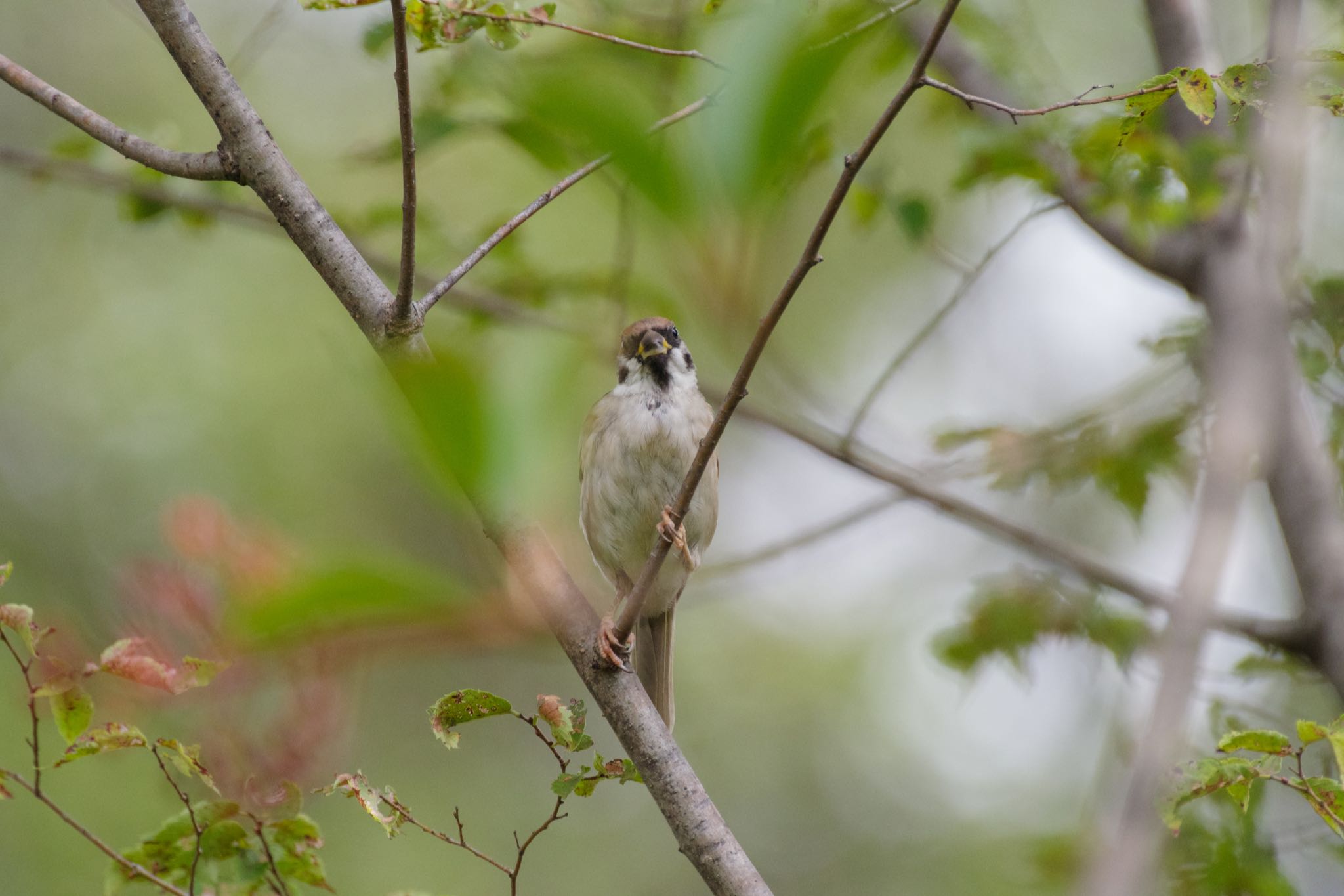 北の丸公園 スズメの写真 by Marco Birds