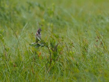 Chestnut-eared Bunting Ozegahara Sat, 7/25/2020