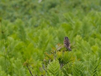 Chestnut-eared Bunting Ozegahara Sat, 7/25/2020