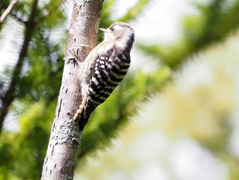 Japanese Pygmy Woodpecker 上高地田代湿原 Sun, 9/27/2020