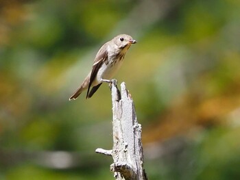 Grey-streaked Flycatcher 上高地田代湿原 Sun, 9/27/2020