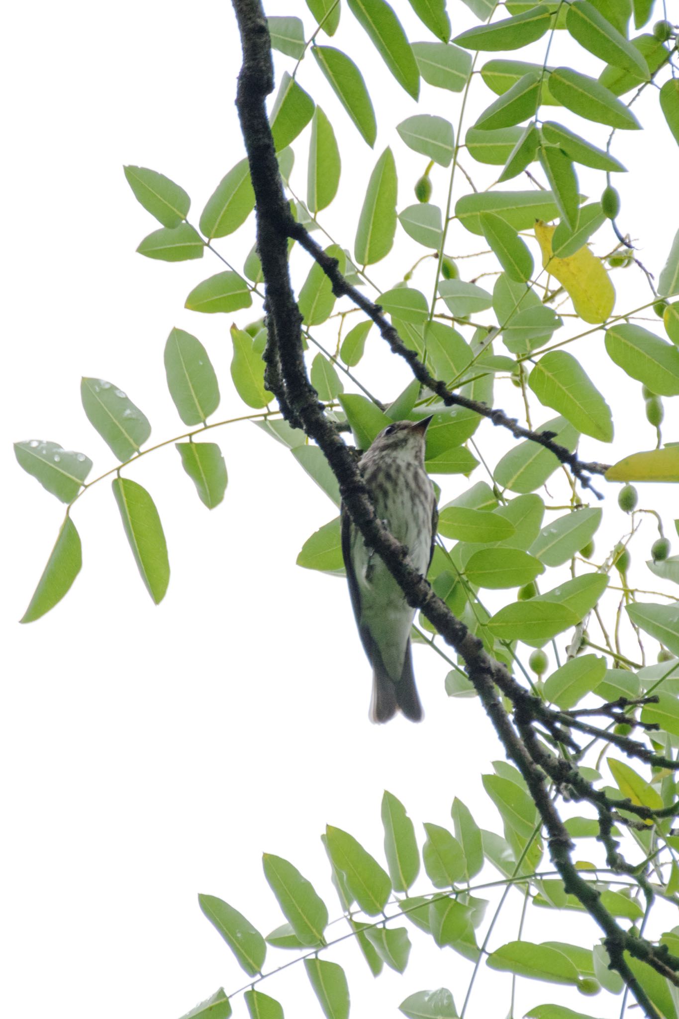 Photo of Grey-streaked Flycatcher at 国会前庭 by Marco Birds