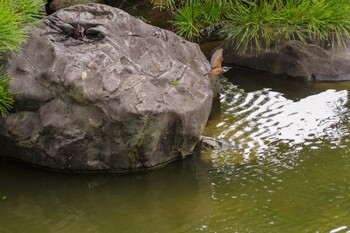 カワセミ 日比谷公園 2021年9月5日(日)