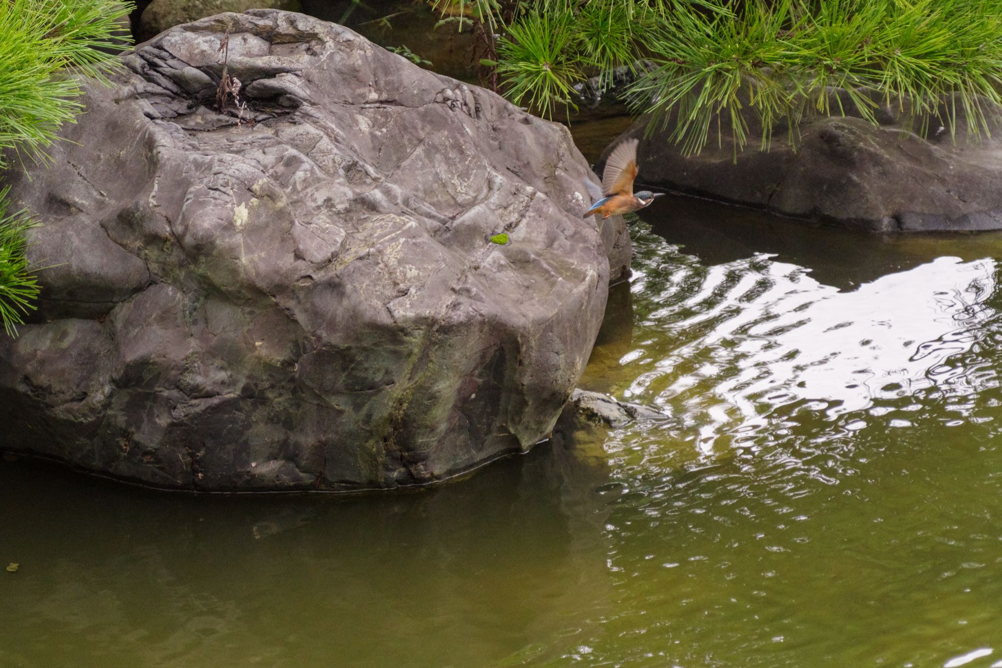 日比谷公園 カワセミの写真 by Marco Birds