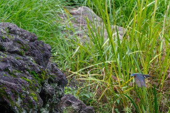 カワセミ 日比谷公園 2021年9月5日(日)