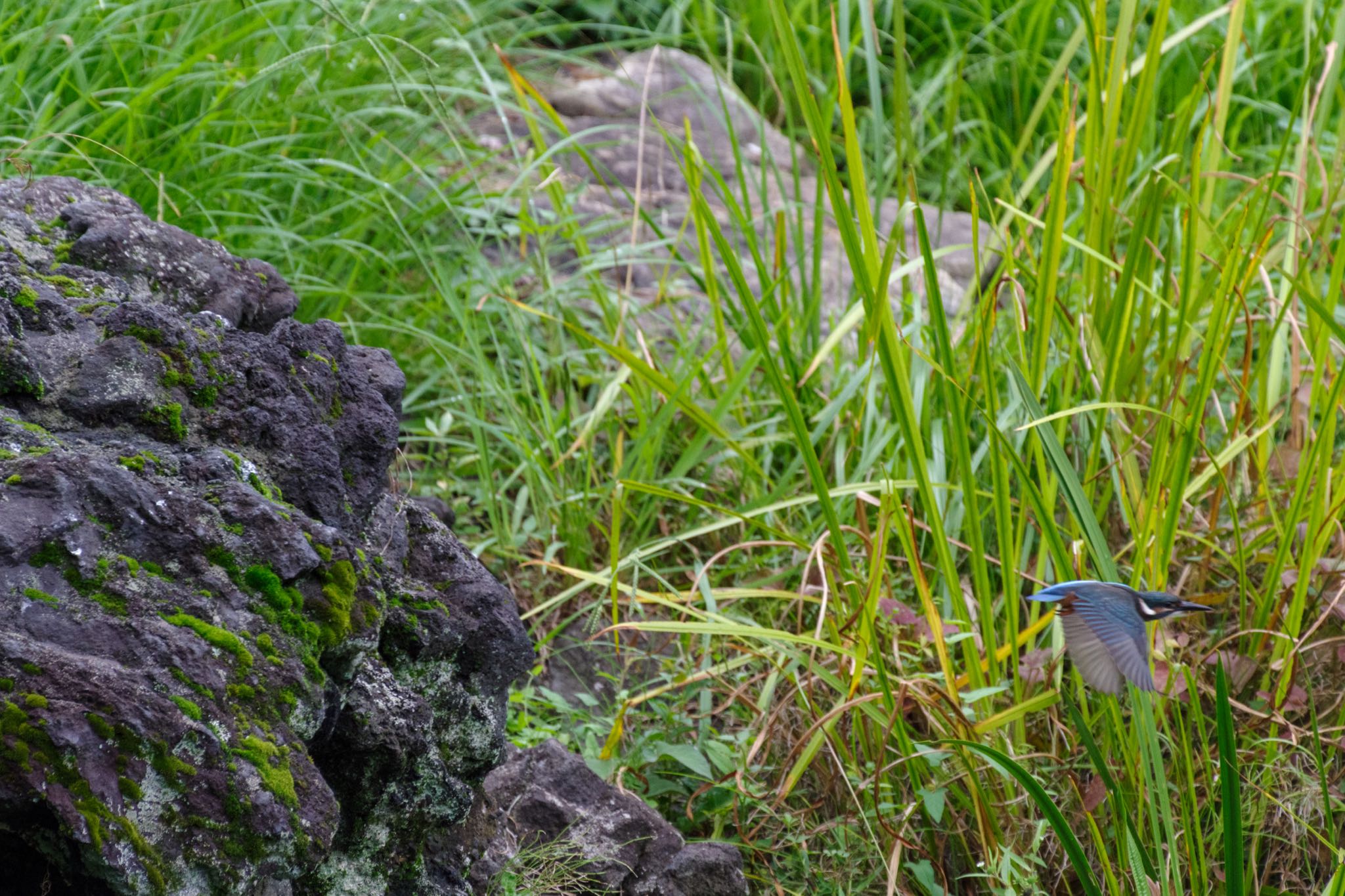 日比谷公園 カワセミの写真 by Marco Birds