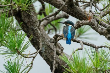 カワセミ 日比谷公園 2021年9月5日(日)