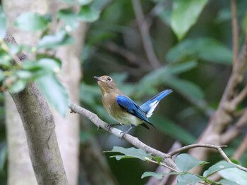 Sat, 9/18/2021 Birding report at 金ヶ崎公園(明石市)