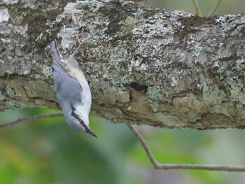 2021年8月28日(土) 丸沼の野鳥観察記録