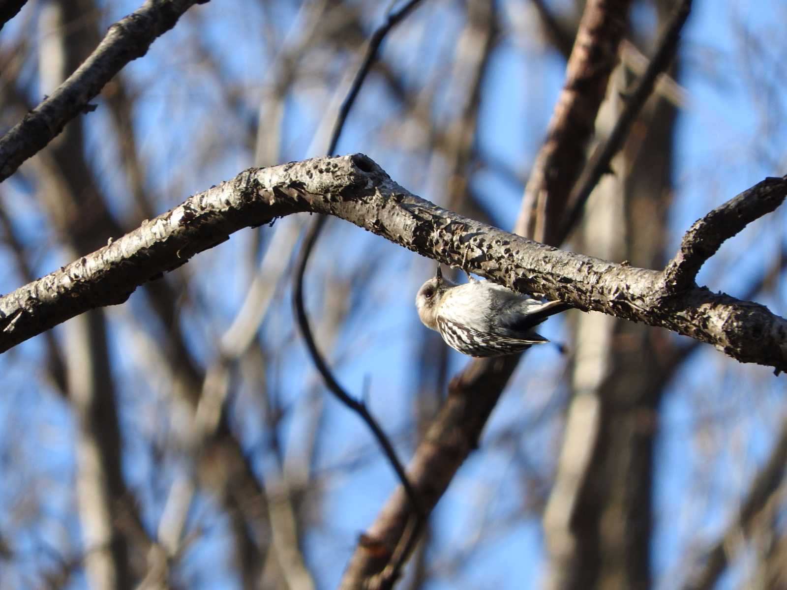 Photo of Japanese Pygmy Woodpecker at 神楽岡公園 by ぴよお