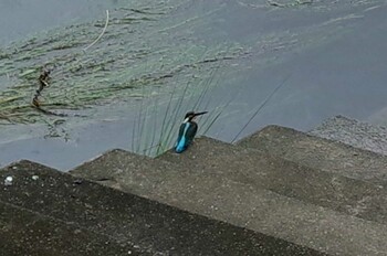 カワセミ 岐阜市 2021年9月18日(土)