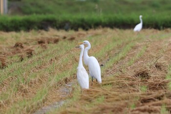 チュウサギ 浮島ヶ原自然公園 2021年9月18日(土)