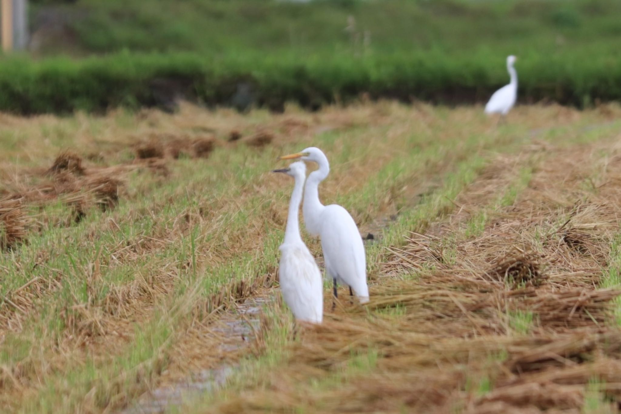 Medium Egret