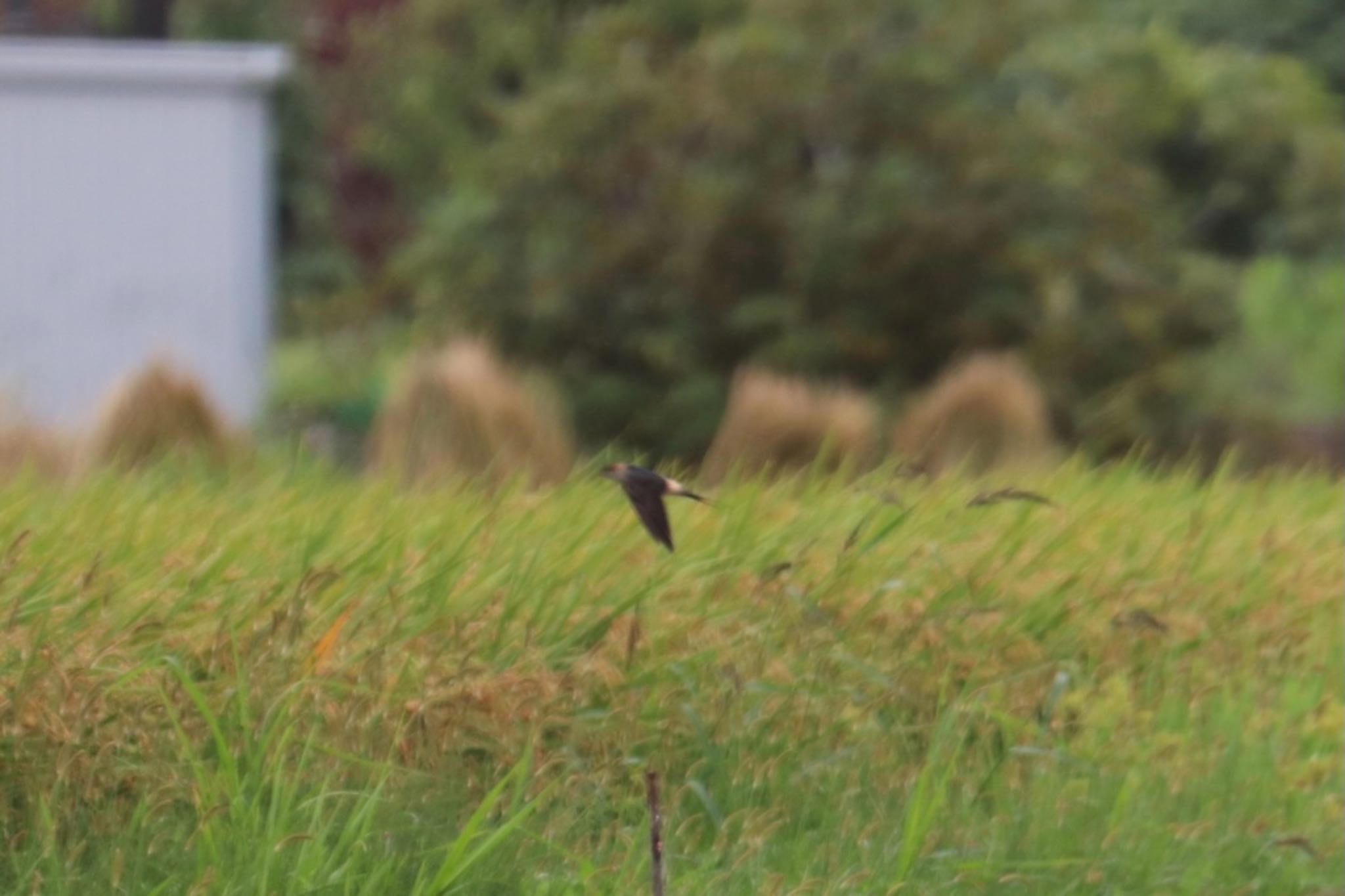 Red-rumped Swallow