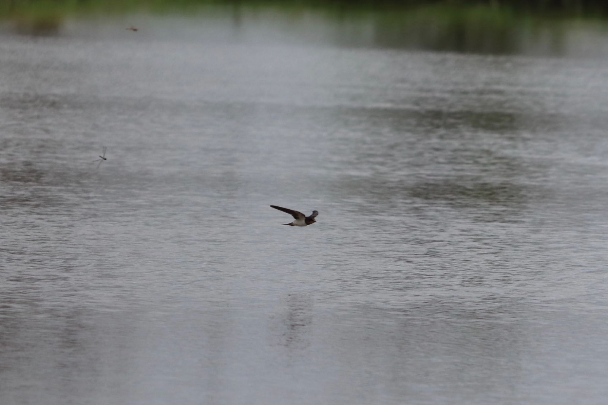 Barn Swallow