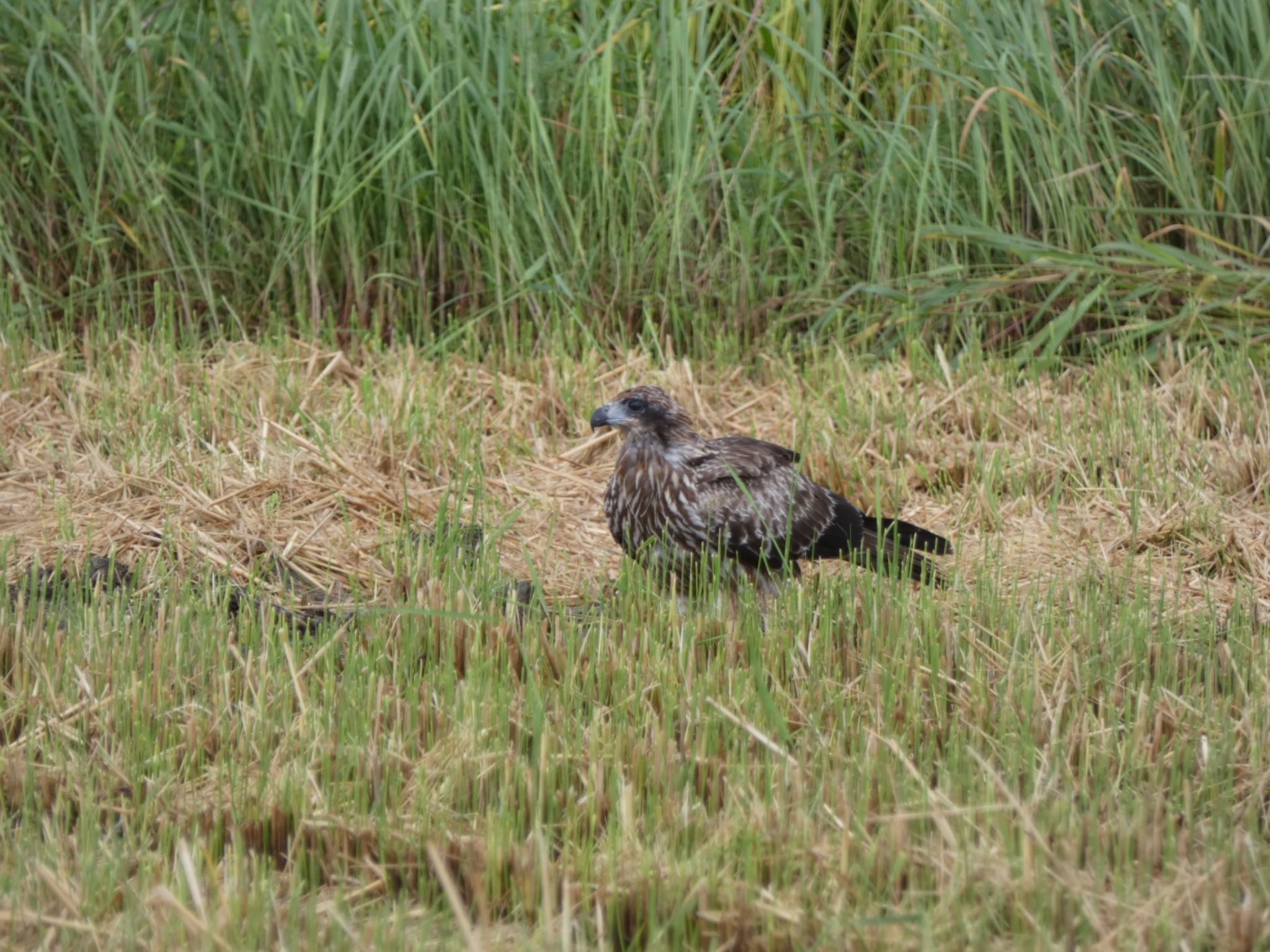 Black Kite