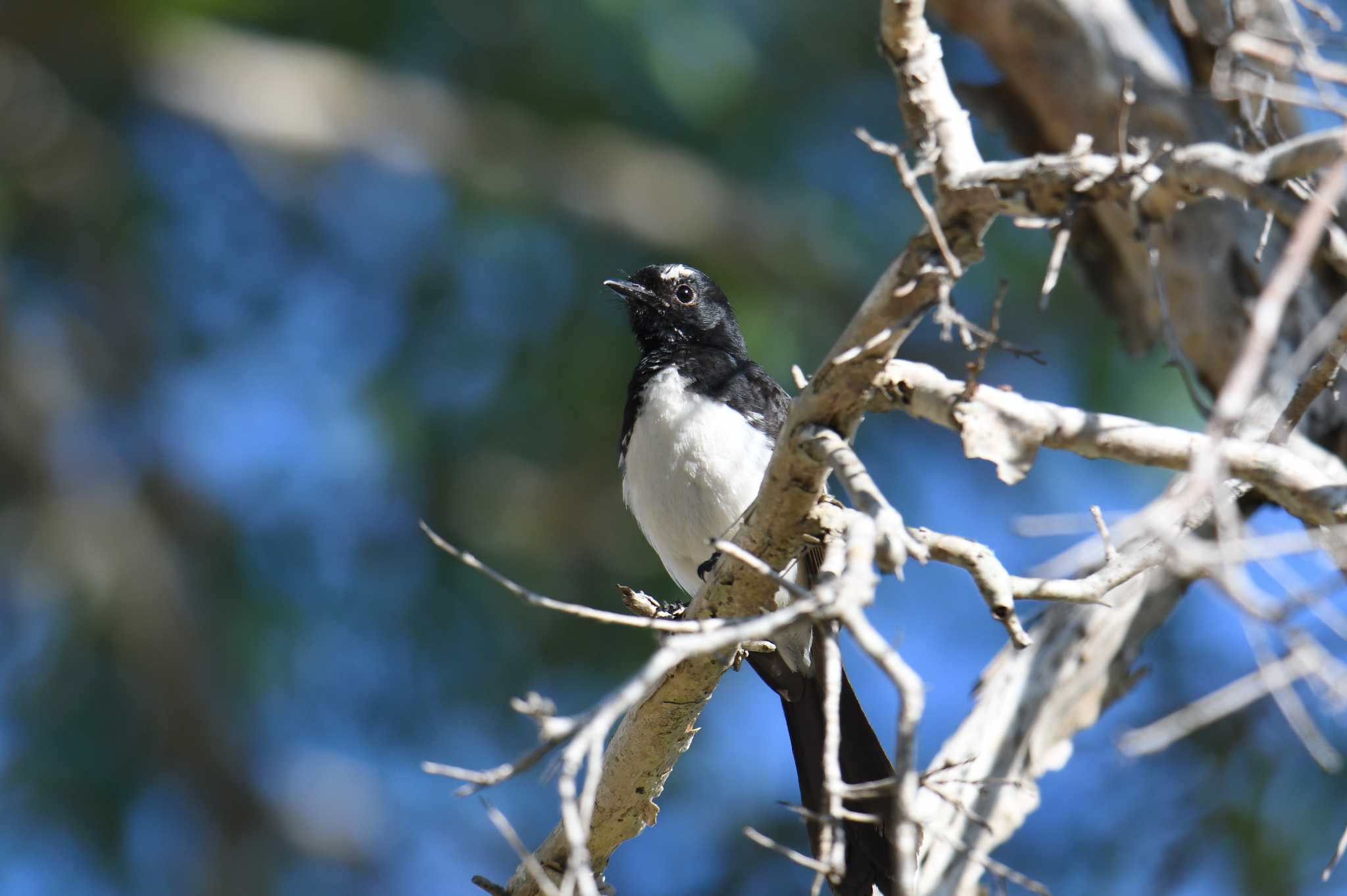 Willie Wagtail