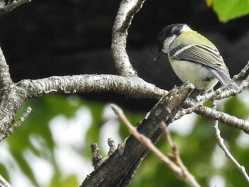 シジュウカラ 木曽川祖父江緑地 2021年9月18日(土)