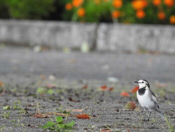 ハクセキレイ 木曽川祖父江緑地 2021年9月18日(土)