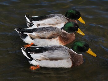 Mallard 山梨県甲府市下帯那町千代田湖 Sat, 1/30/2021