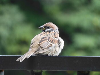 2021年9月18日(土) 千里南公園の野鳥観察記録