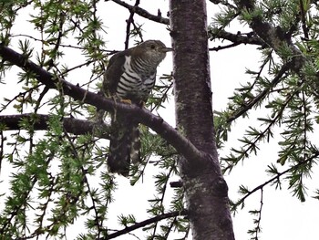 Lesser Cuckoo 山梨県韮崎市甘利山 Sat, 6/5/2021