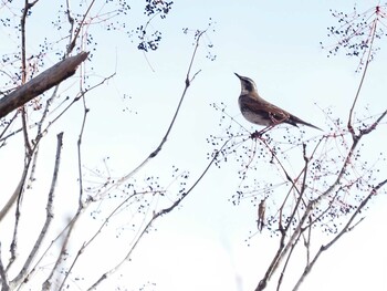 Dusky Thrush 山梨県韮崎市甘利山 Sat, 11/28/2020