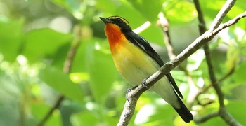 キビタキ 東京都 2017年4月19日(水)