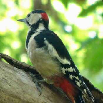 Great Spotted Woodpecker Nishioka Park Sun, 9/19/2021