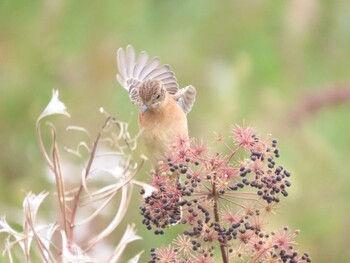 2021年9月17日(金) 霧ヶ峰高原の野鳥観察記録