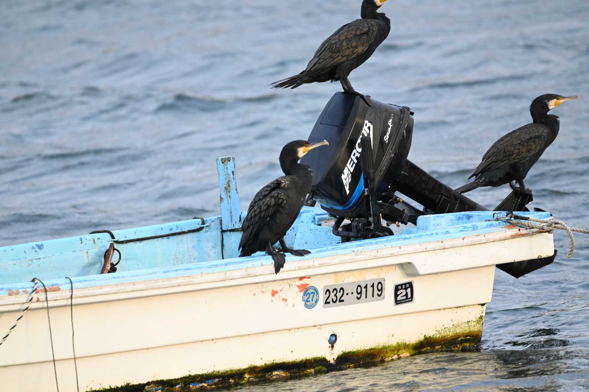 野島公園・長浜公園 カワウの写真 by Biker