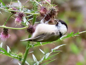 2021年9月17日(金) 八千穂高原の野鳥観察記録