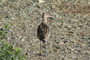 ホウロクシギ 男里川 2021年9月19日(日)