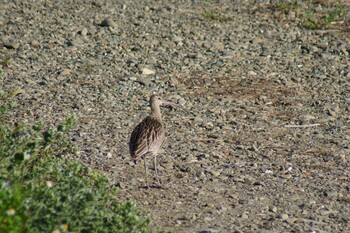 Far Eastern Curlew 男里川 Sun, 9/19/2021