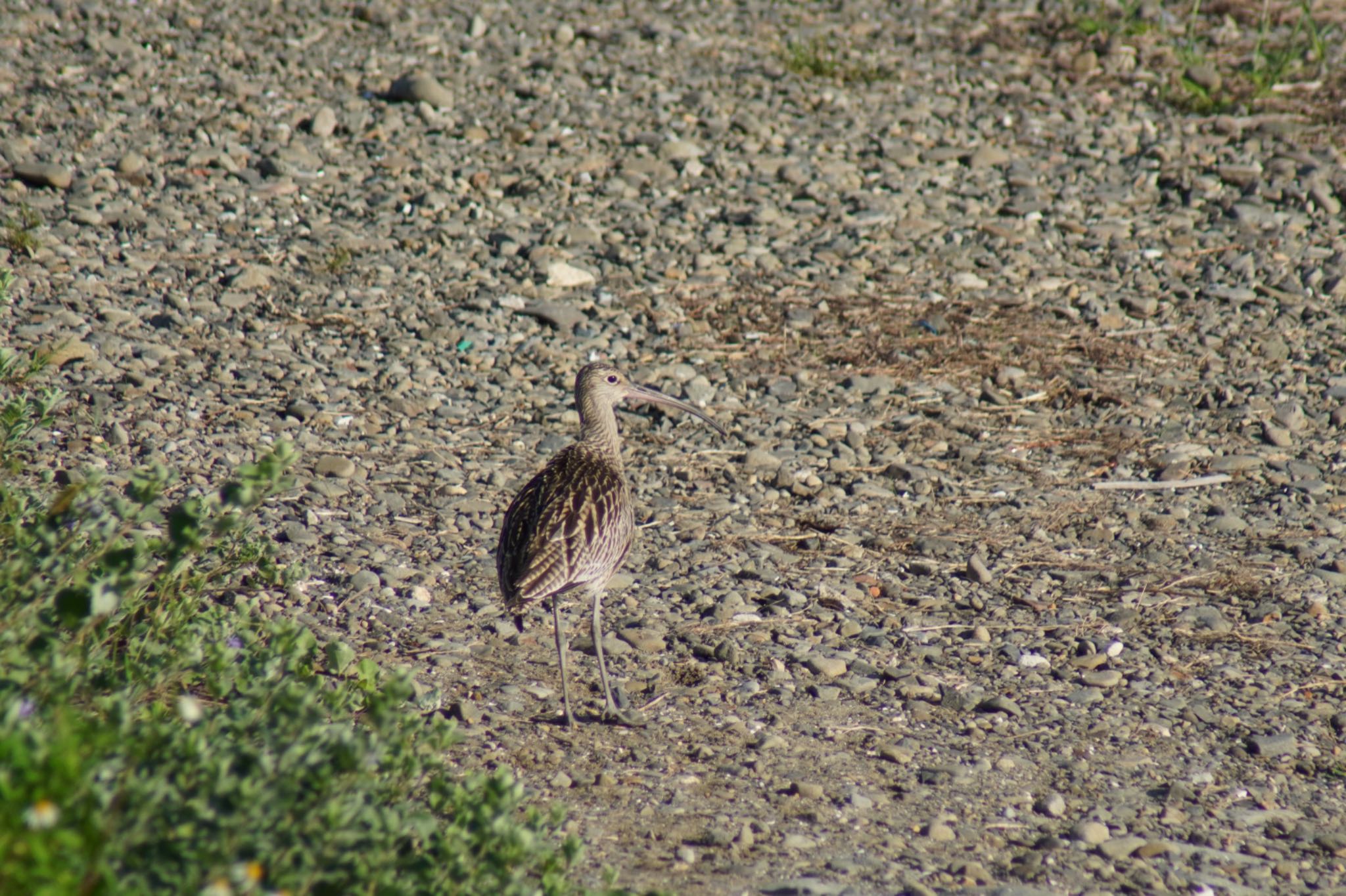 Photo of Far Eastern Curlew at 男里川 by 杏仁豆腐