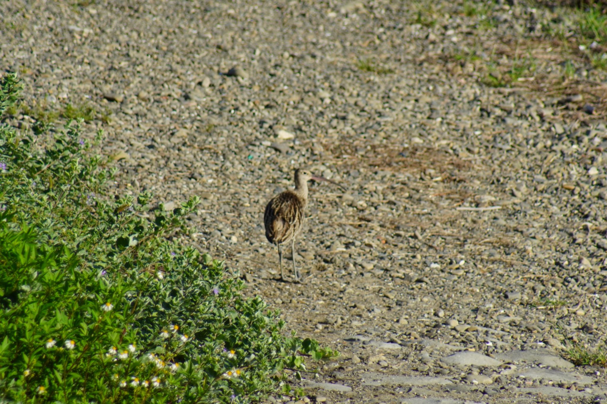 Photo of Far Eastern Curlew at 男里川 by 杏仁豆腐